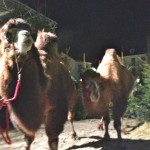 Kamele auf dem Weihnachtsmarkt, St. Wendel, Saarland