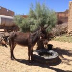 Esel in Meski, Marokko